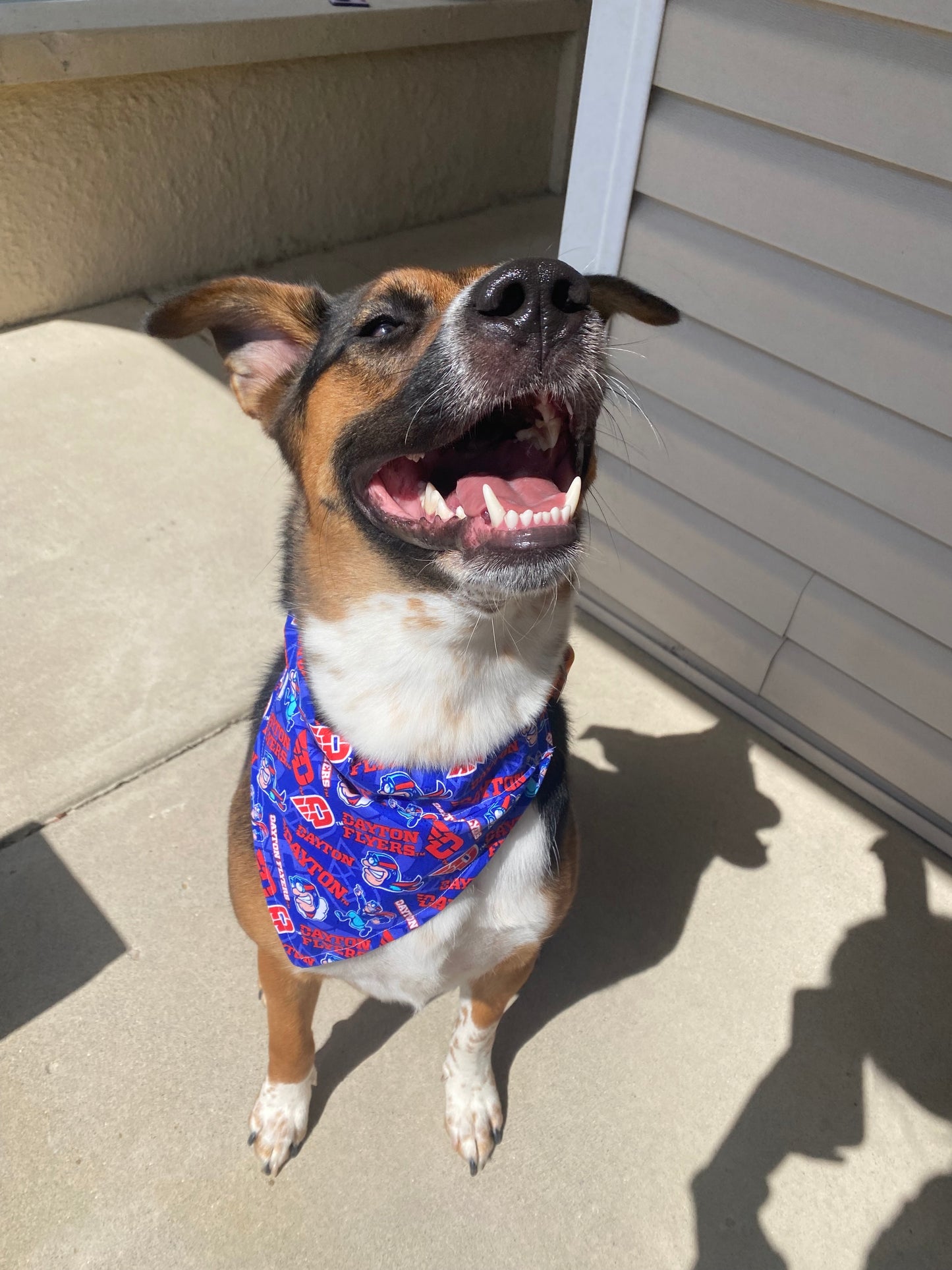 University of Dayton Dog Bandana